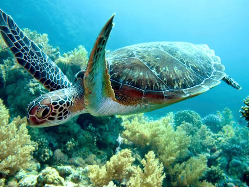 Hawksbill sea turtle close-up showing its narrow, pointed beak-like mouth