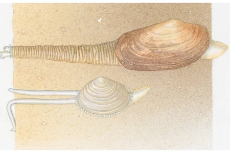 Peppery Furrow Shell, flat shell with star-shaped siphon markings on sand