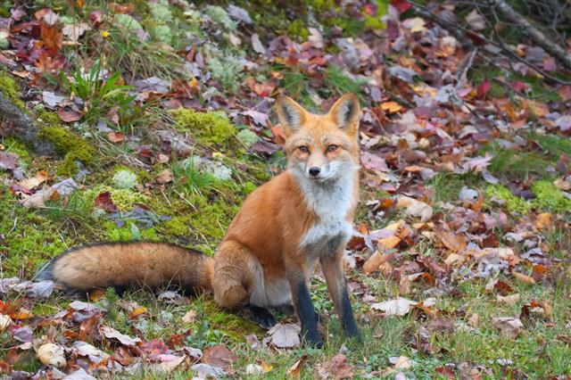 Red fox sitting alert on green grass, showing its vivid orange coat and white chest