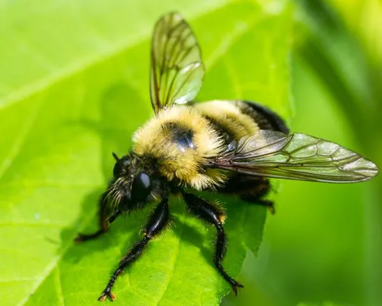 Bee on a flower