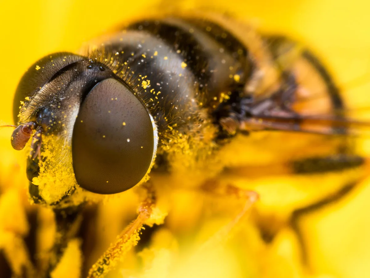 A hoverfly extracting pollen from a purple wildflower in a summer meadow