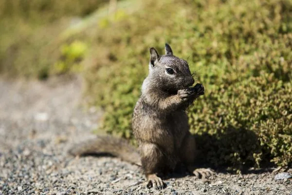 A ground squirrel eating seeds, fattening up before winter