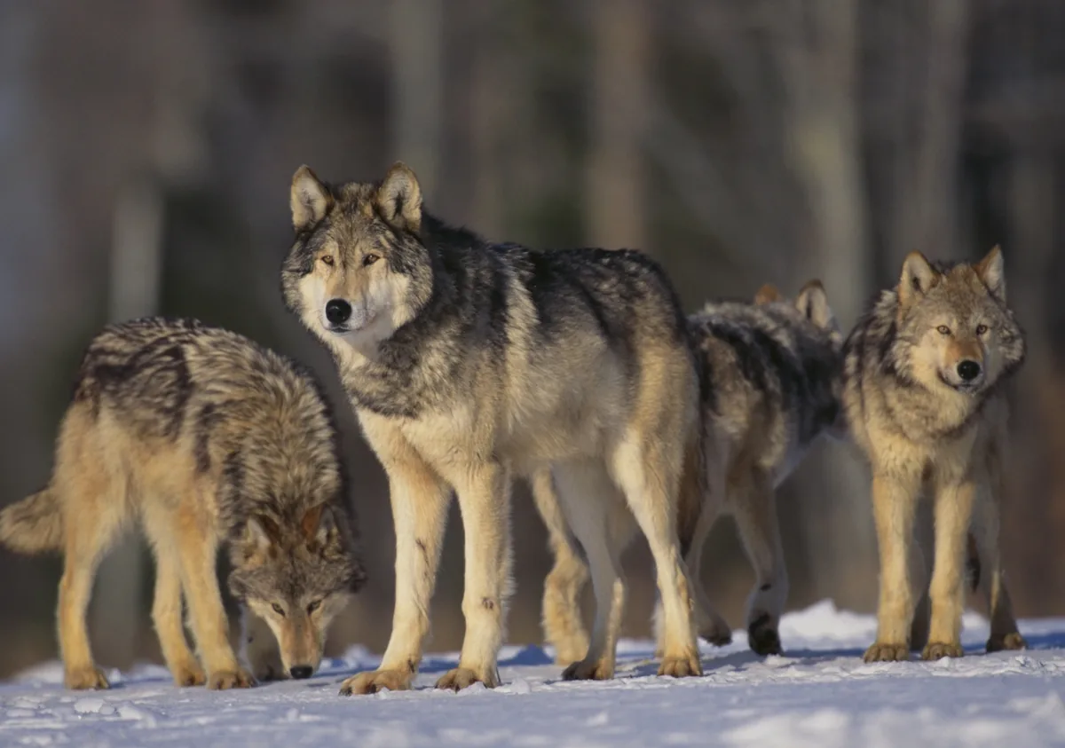A gray wolf standing in deep snow, showing its thick insulating coat