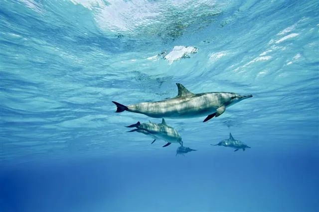 Dolphins swimming through open water