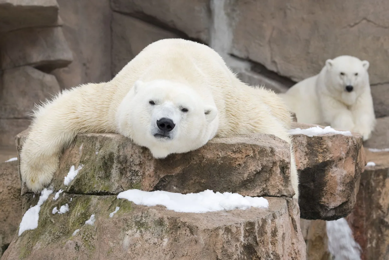 A polar bear resting on sea ice in the Arctic