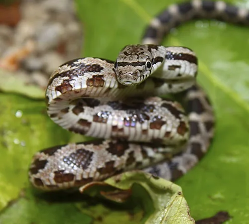 Gray rat snake resting on a green leaf