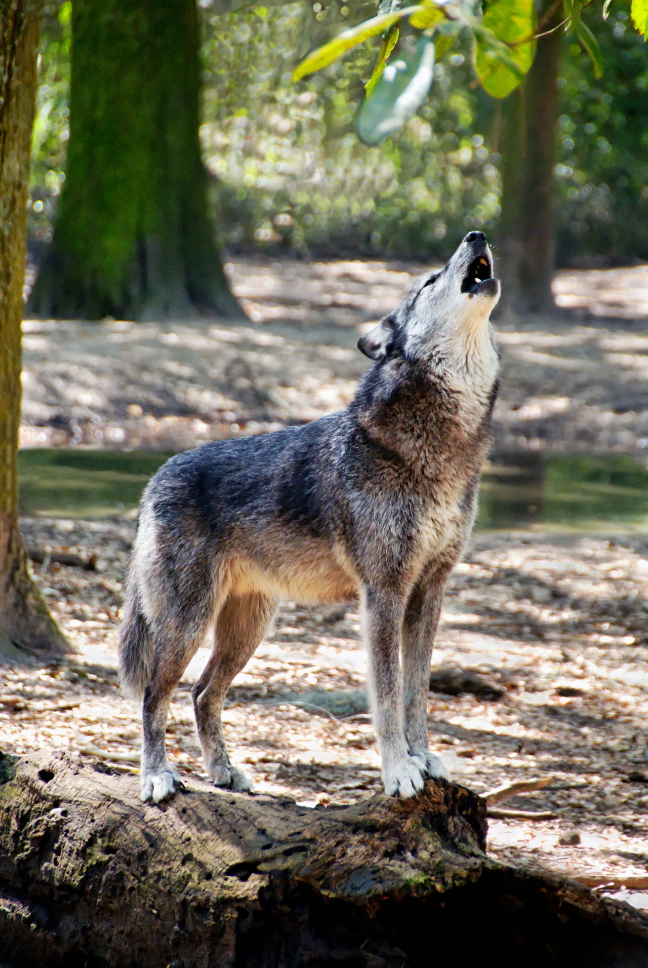 Gray wolf howling in a snowy landscape
