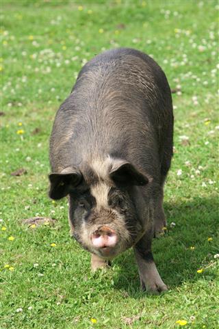 A cute pig sitting on green grass in warm sunlight