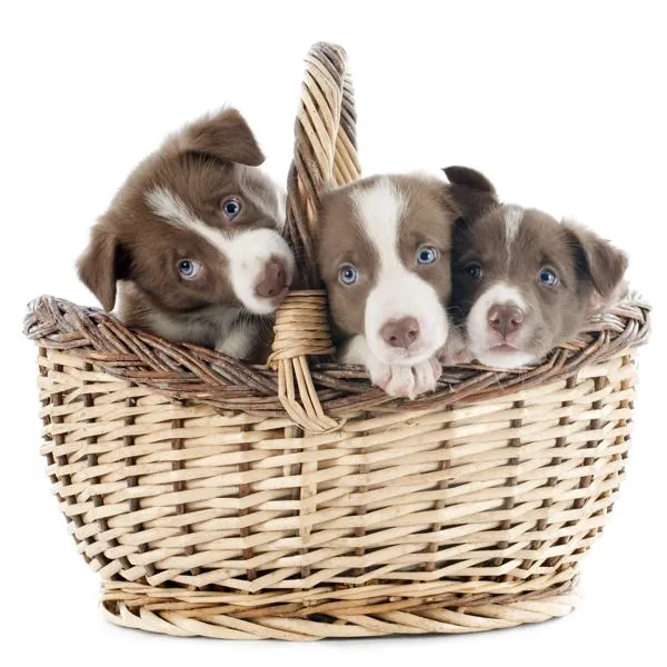 Border collie puppy in basket