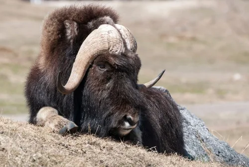 Musk ox in the northern Gobi Desert