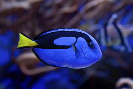 Blue Tang, a blue-colored animal
