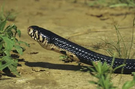 A forest cobra showing the smooth scales along its body