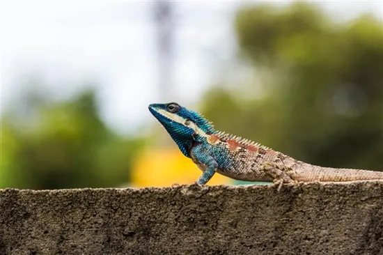 Madagascar Iguanids (Opluridae)
