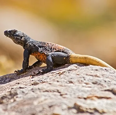 Chuckwalla lizard basking on a desert rock