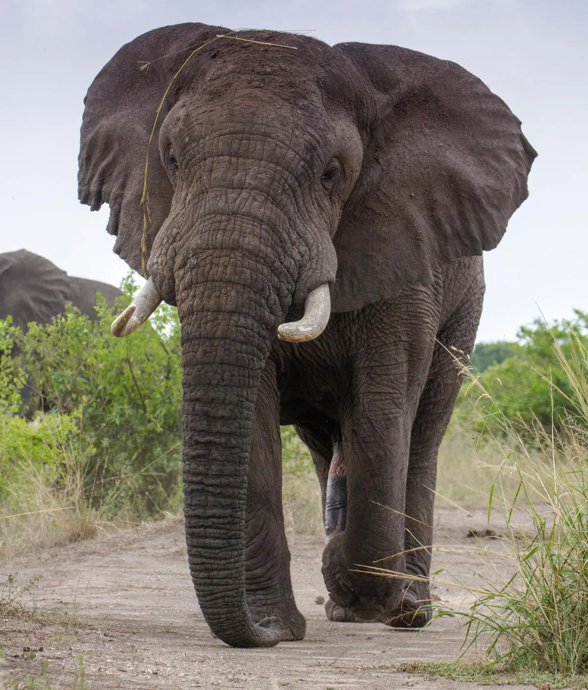 Male African bush elephant standing in savanna grassland