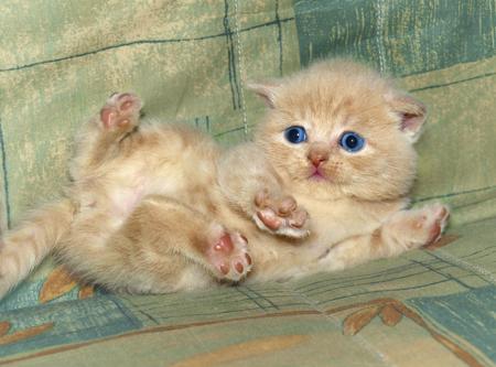 Little kitten lying on sofa