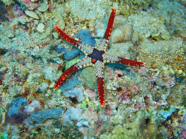 Starfish on the seabed showing its body structure