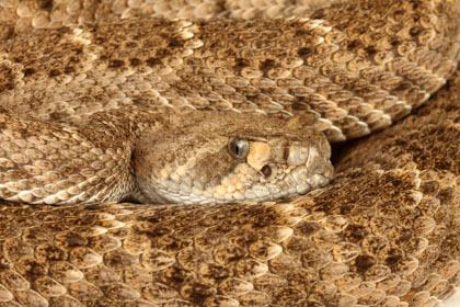 Western Diamondback Rattlesnake coiled with rattle raised