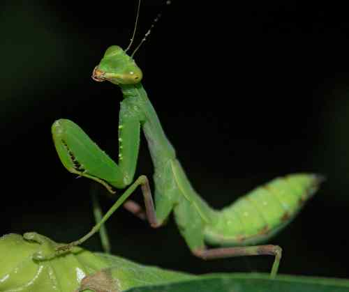 Green praying mantis on a leaf