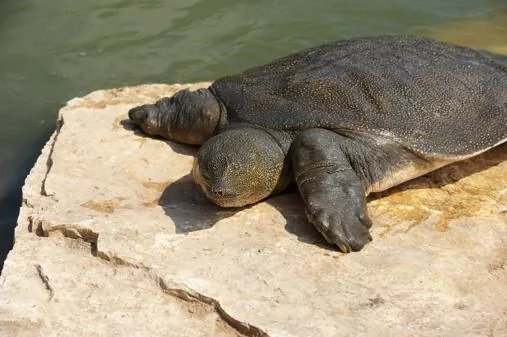 Nile soft-shelled turtle near water