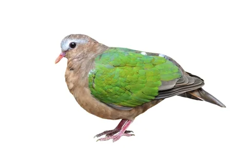 Emerald Dove (Chalcophaps indica natalis)