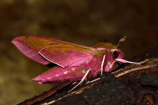 Elephant hawk moth