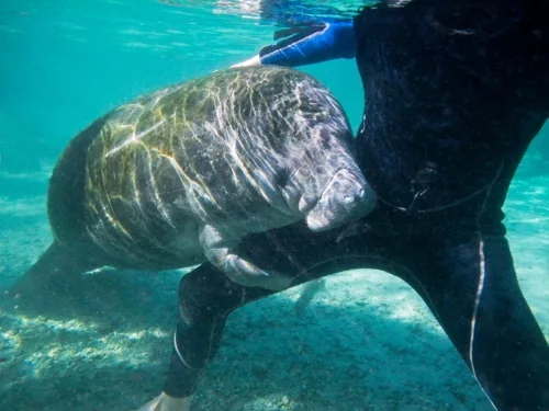 A snorkeler gently interacting with a curious manatee underwater