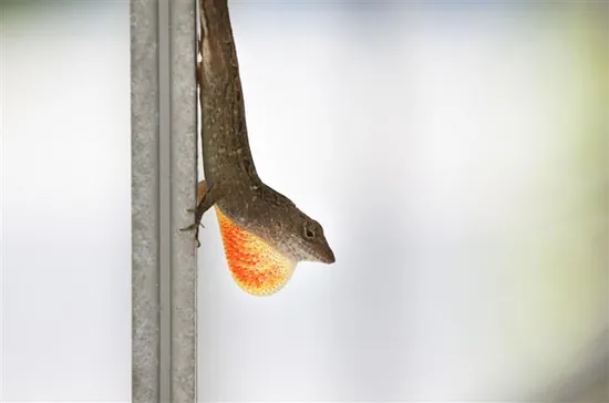 Anoles (Polychrotidae)