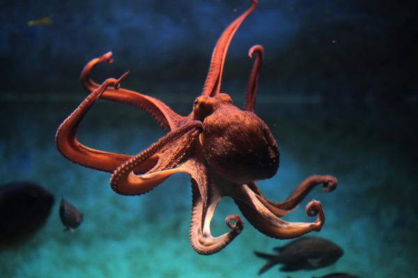 A common octopus on a rocky seafloor, octopuses are the smartest animals in the invertebrate group