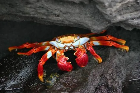 A Sally Lightfoot crab on black volcanic rock, showing vivid red, orange and yellow shell colors