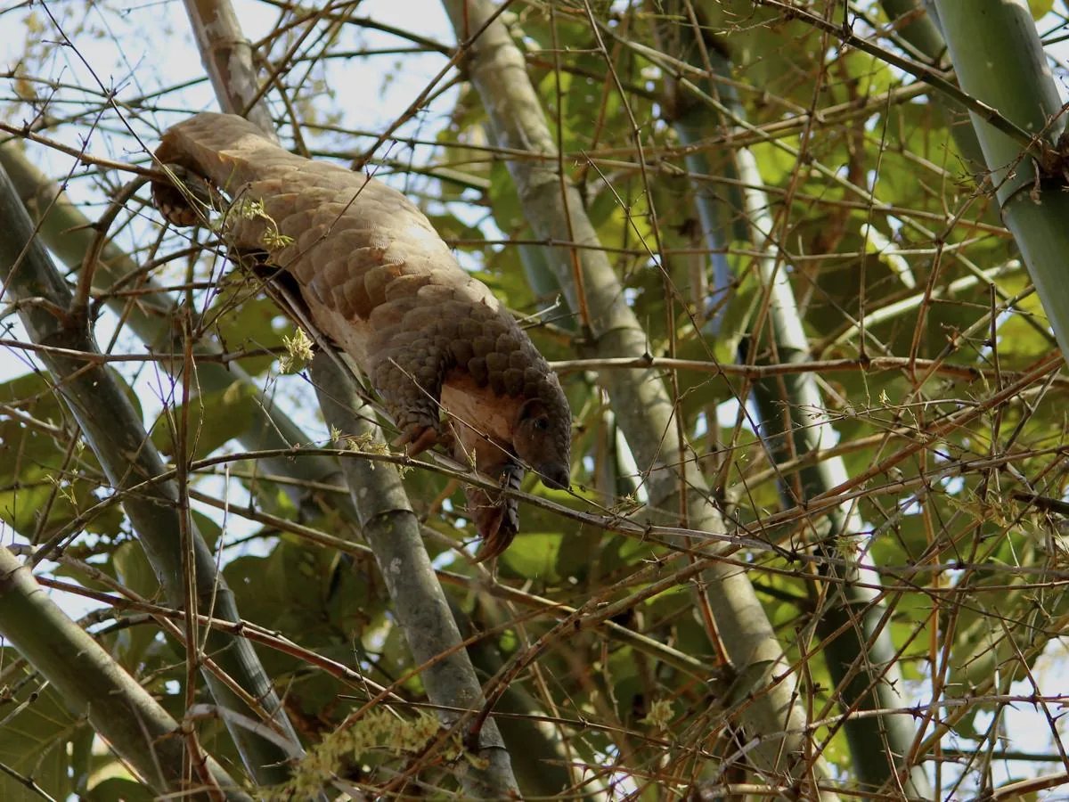 Pangolin (scaly anteater)