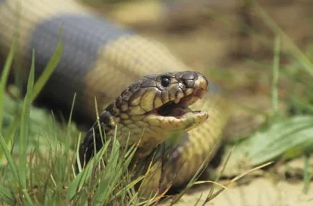 An Egyptian banded cobra with its mouth slightly open showing its fangs