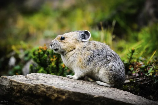 American Pika