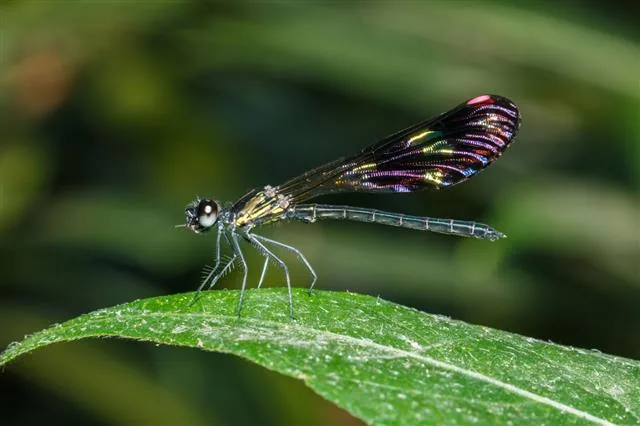 A dragonfly in flight over water