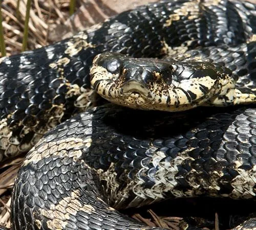 Eastern hognose snake resting in dried leaves