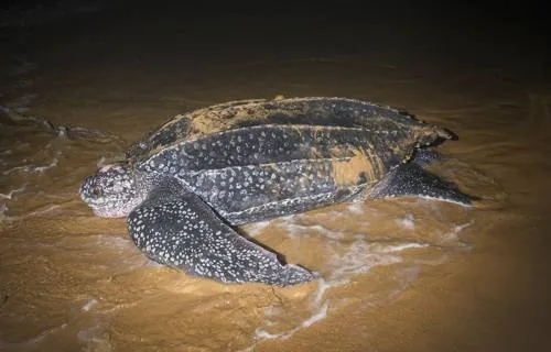 Leatherback turtle moving towards the water