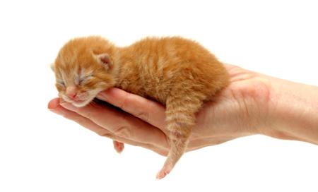 Red kitten in hand