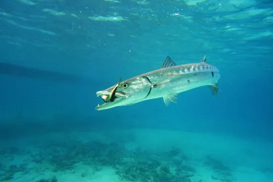 A great barracuda with its mouth open over a coral reef in clear turquoise water