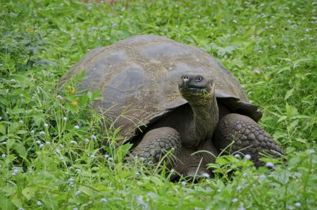 A Galápagos giant tortoise resting among lush green grass and small flowers, its huge domed shell behind it.