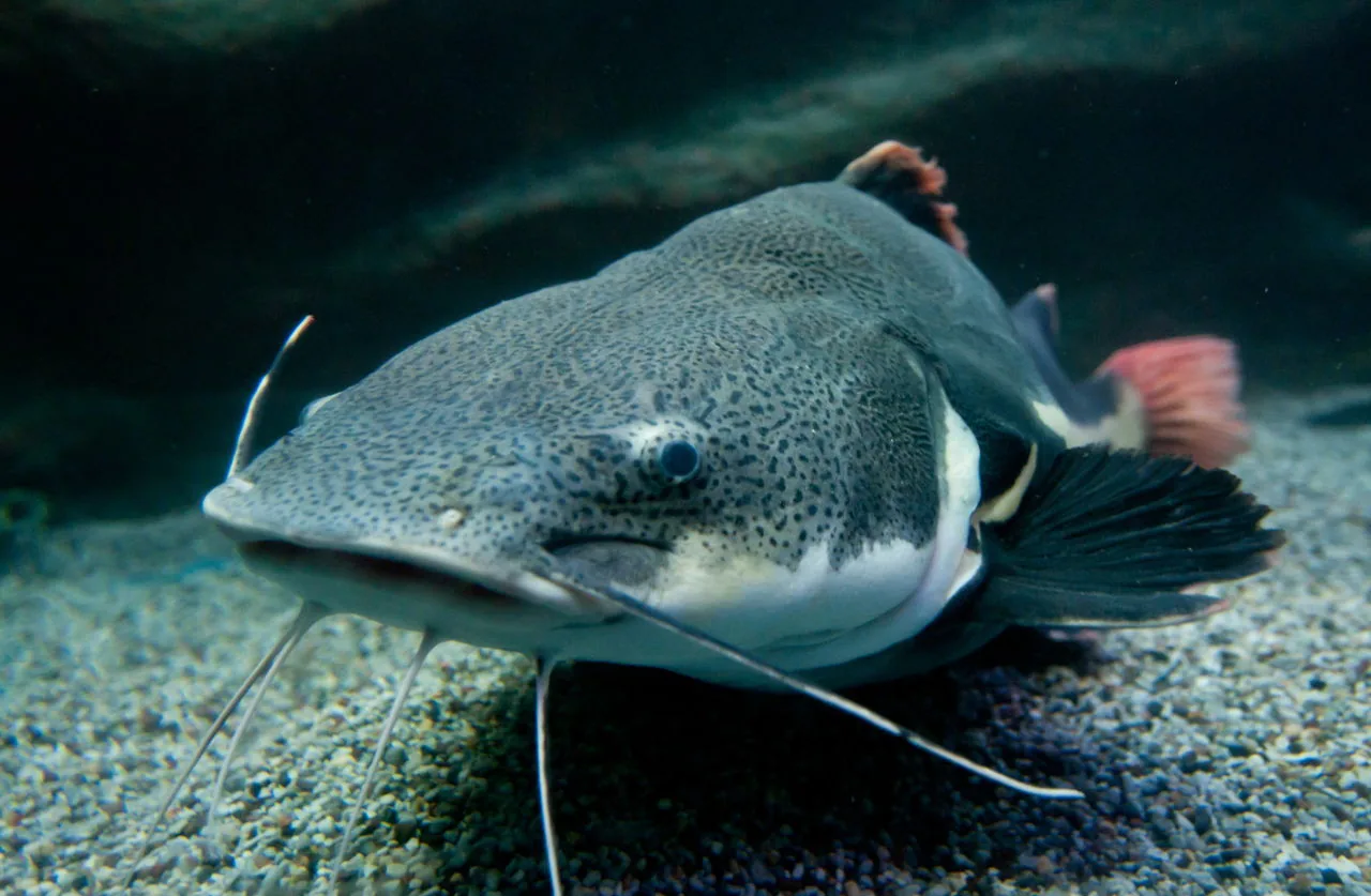 Redtail catfish