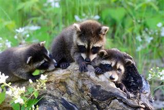 Three baby raccoons playing