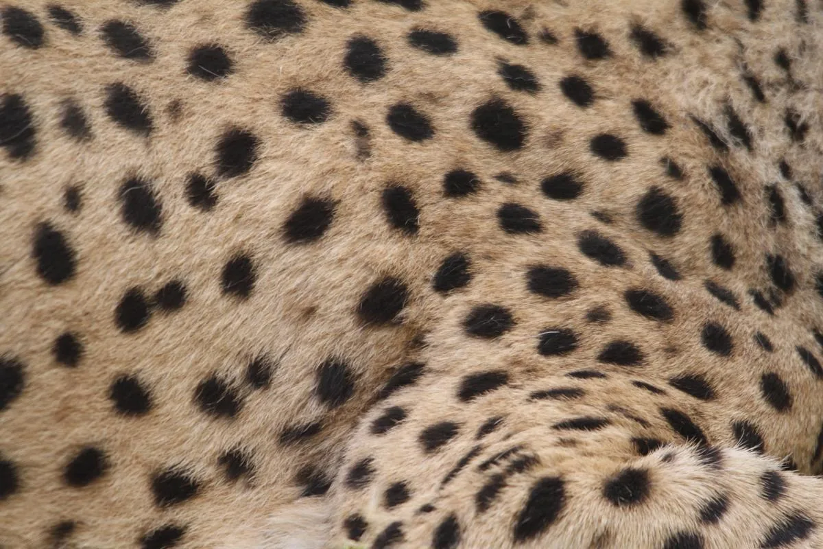Close-up of cheetah fur showing small, solid, round black spots on a tan coat