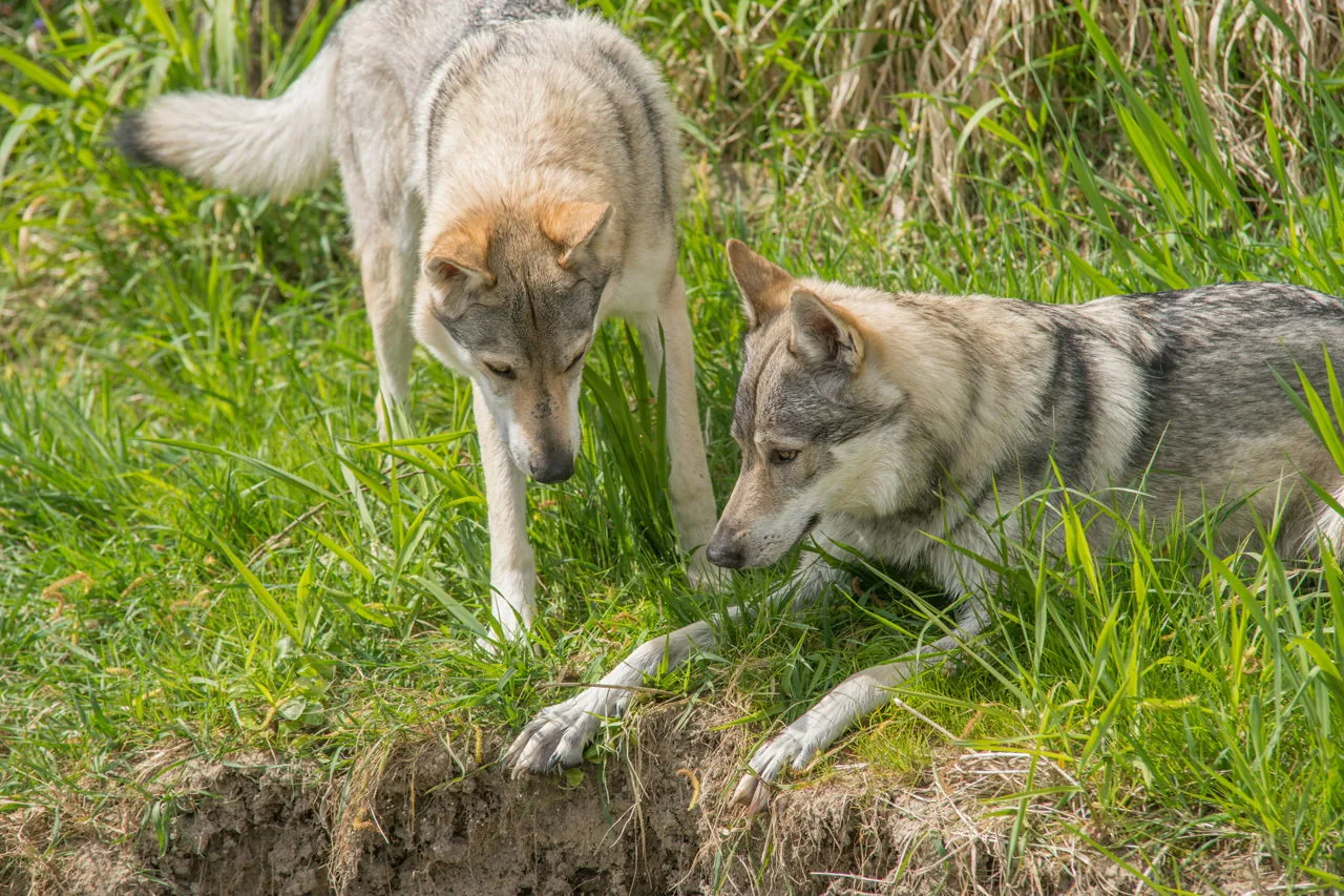 A wolf with two dog-like companions in the wild, showing the close relationship between canine species
