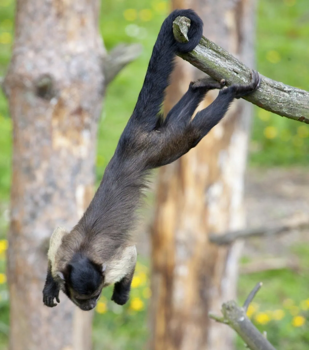 Capuchin Monkey