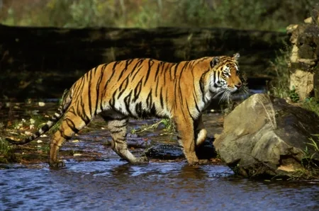 Bengal tiger walking forward, pale amber eyes visible
