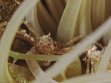 Leach's spider crab (Inachus phalangium) near a sea anemone