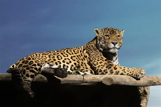 Jaguar in the wild, alert amber eyes, rosette coat