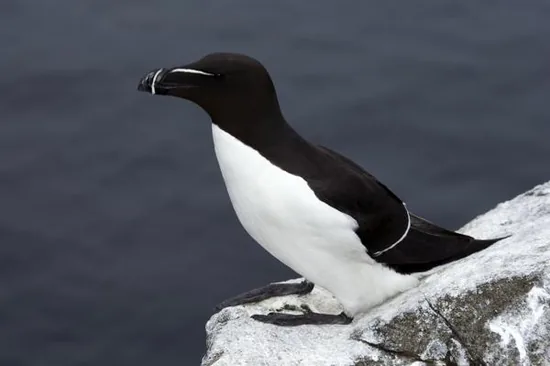 Razorbill seabird