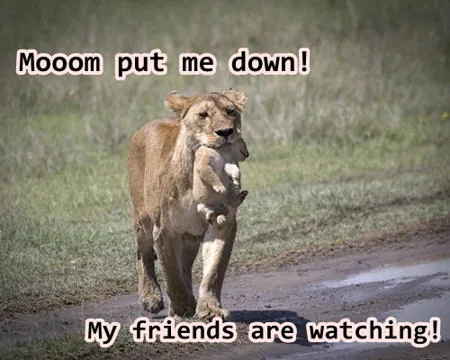 Teenaged lion problems