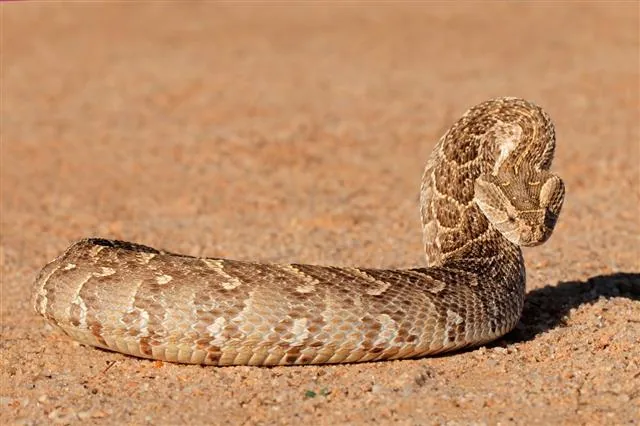 Puff adder in defensive position, broad triangular head clearly visible